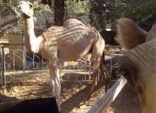 قعدان سودانية قعدان سودانية