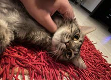 قطه للبيع قطه للبيع