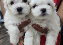 Female Mini Maltese pure quality Female Mini Maltese pure quality