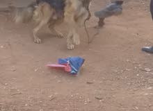 كلب جرمن كلب جرمن