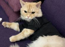 للبيع قط اليف جداا للبيع قط اليف جداا