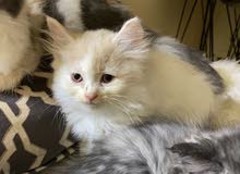 Turkish angora cat Turkish angora cat
