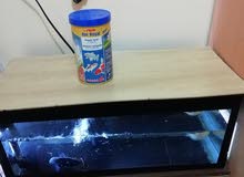 aquarium with all accessories included 2 fishes aquarium with all accessories included 2 fishes