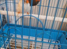 عصافير زيبرا حالتهم الصحيه ممتازه عصافير زيبرا حالتهم الصحيه ممتازه