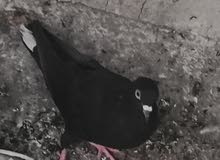 حمام لوت للبيع حمام لوت للبيع