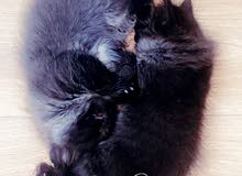 black persian kittens for sale
