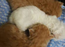 قطط صغيرة عمر شهر kittens قطط صغيرة عمر شهر kittens