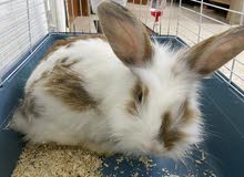 rabbit rabbit