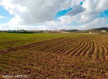 Farm Land for Sale in Madaba Juraynah