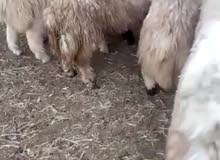 حلال للبيع حلال للبيع