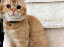 سكوتش فولد سكوتش فولد