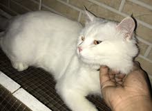 قطه نوع شيرازي قطه نوع شيرازي