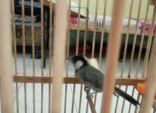 بلبل فحل بصراوي عندي مقطع اله بلبل فحل بصراوي عندي مقطع اله