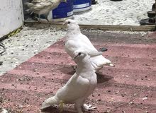 حمام زينه و رافل حمام زينه و رافل