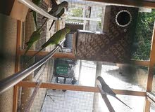 درة اخضر، Indian Ring Neck درة اخضر، Indian Ring Neck