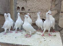 هومرات جواز
