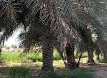 من لديه الرغبة في استئجار أرض للمشتل. من لديه الرغبة في استئجار أرض للمشتل.