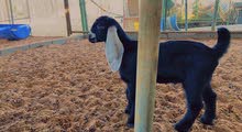 Aardi pure goats for sale Aardi pure goats for sale