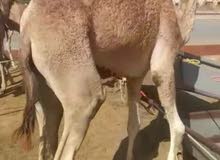 قعدان للبيع قعدان للبيع