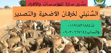 خرفان أضحية وتصدير خرفان أضحية وتصدير