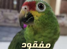 طير امازوني رد لورد مفقود في الفجيرة منطقة القريه طير امازوني رد لورد مفقود في الفجيرة منطقة القريه