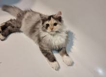 5 months and half old female cat 5 months and half old female cat