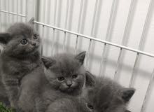 British Shorthair kitten for sale British Shorthair kitten for sale