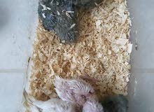 Love bird & pure white budgie chicks Love bird & pure white budgie chicks