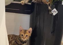 Cats Kittens For Sale In Saudi Arabia