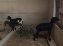 للبيع جعد تهجين سوداني