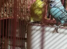 طيور حب للبيع مع القفص اقره الوصف طيور حب للبيع مع القفص اقره الوصف