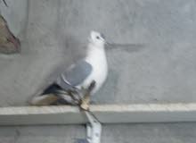 حمام سكسوني حمام سكسوني