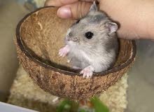 Hamster Hamster