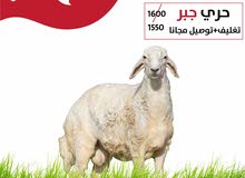 لاتفوتو عرض ذبائح الخير لاتفوتو عرض ذبائح الخير