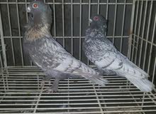 البيع زوج فرشه البيع زوج فرشه