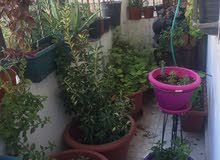 زريعه بيت جاهزه بالإضافة إلى نافورة زريعه بيت جاهزه بالإضافة إلى نافورة