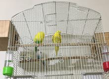 زوجين باجي زوجين باجي