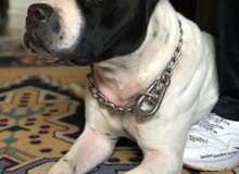 american pitbull for sale american pitbull for sale