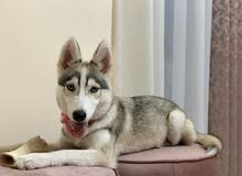 siberian blue eyes husky for sell siberian blue eyes husky for sell