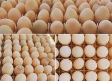 بيض البط الطازج متوفر في أبو ظبي 1.75 درهم لكل بيضة.  رقم الاتصال  مزر