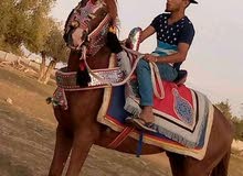 حصان عمره 6 اسنين حصان عمره 6 اسنين
