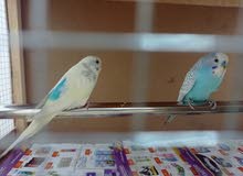 Breeding Holandi Budgies pair with wooden cage