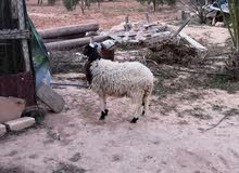 فطيمة للبيع فطيمة للبيع