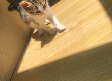 American Bobtail cat American Bobtail cat