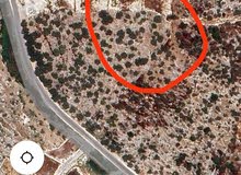 القبة الذهبية ارضي بلعا دير الغصون قرب بجورا