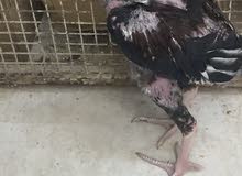 ديك تايلندي اصلي ديك تايلندي اصلي