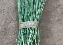 مرخ طازج مرخ طازج