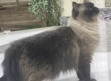 قطة شيوازية،قطة هيمالايا