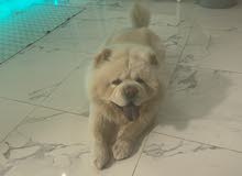 chow chow male for makin puppies chow chow male for makin puppies