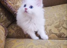 قطة شيرازي صغيرة للتبني و الشرط الامانة